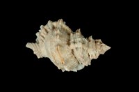 藏品(大山蛙螺)的圖片